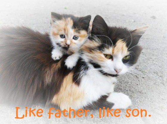English Idioms: Like father, like son.