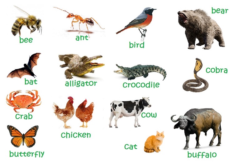 เรียนคำศัพท์สัตว์ในภาษาอังกฤษกับ X3english